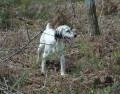 Setter Anglais ECLIPSE DE LA MALETIERE Setter Anglais ECLIPSE DE LA MALETIERE